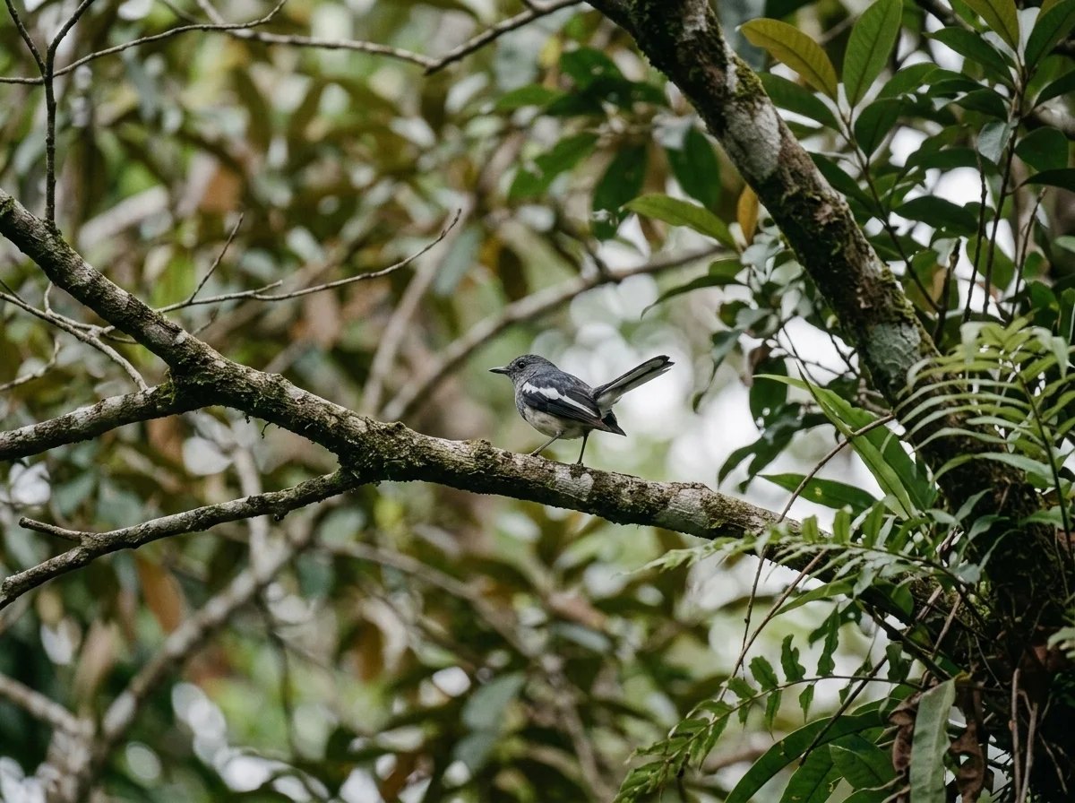 Foto pengamatan burung
